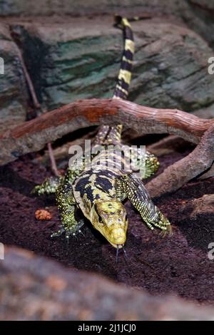 Contrôle de l'eau à tête jaune - Varanus cumingi Banque D'Images