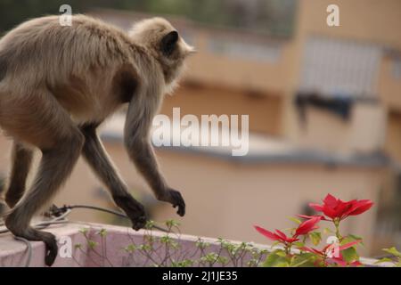 Monkey est en train de mourir pour sauter d'un toit à l'autre Banque D'Images