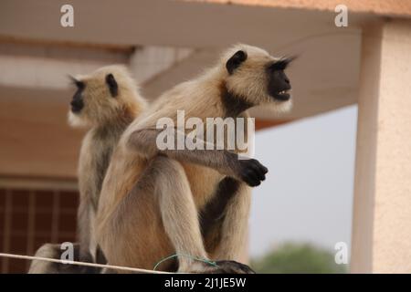 Monkey est assis sur le mur d'une terrasse et est en colère Banque D'Images