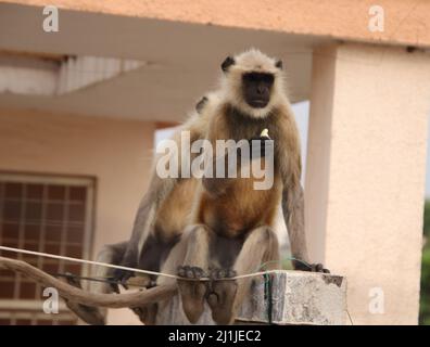 Monkey assis sur un mur de terrasse et manger des fruits Banque D'Images