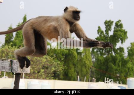 Monkey est en train de mourir pour sauter d'un toit à l'autre Banque D'Images