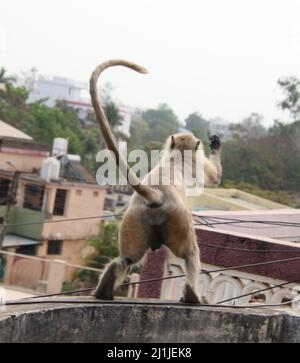 Monkey est en train de mourir pour sauter d'un toit à l'autre Banque D'Images