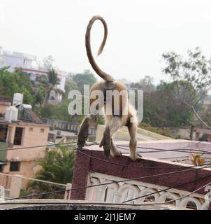 Monkey est en train de mourir pour sauter d'un toit à l'autre Banque D'Images