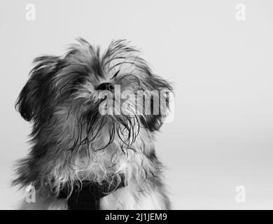 gros plan avec un chien avec beaucoup de cheveux, photo noir et blanc Banque D'Images