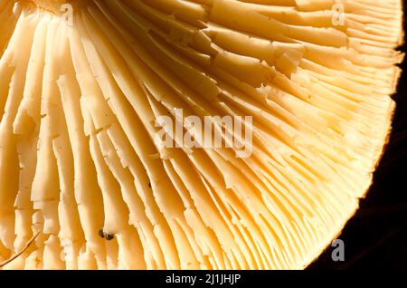 Dessous d'un champignon montrant les branchies. Ténérife. Îles Canaries. Espagne. Banque D'Images