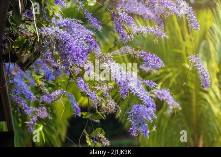 La fleur de vigne en papier de verre ou couronne pourpre (Petrea volubilis L.) est une fleur qui fleurit avec la lumière du soleil Banque D'Images