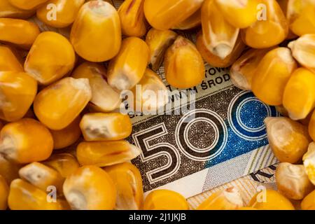 Grains de maïs avec détails du billet polonais de 500 PLN. Objet éclairé par une lumière uniforme et douce. Banque D'Images