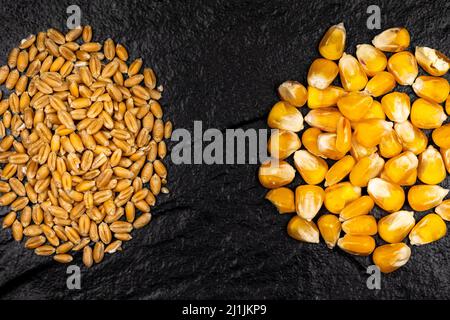 Vue de dessus du blé et du grain de maïs éparpillés sur une surface en pierre noire. Scène éclairée par une lumière artificielle douce. Banque D'Images