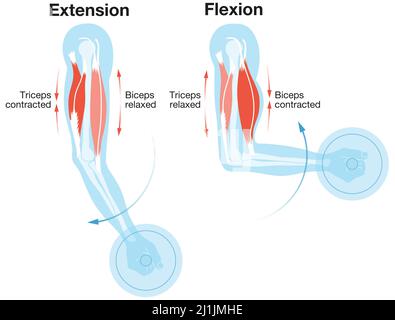 Biceps et triceps. Extension et flexion. Illustration étiquetée Banque D'Images