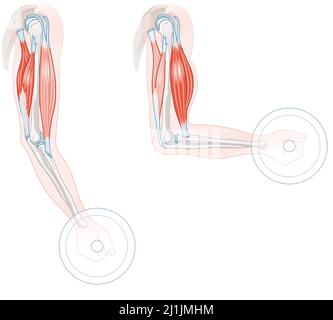 Illustration des biceps et triceps. Extension et flexion. Banque D'Images