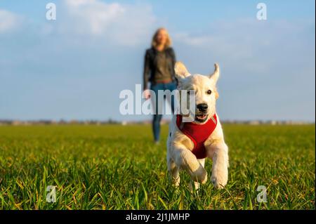 Golden retriever chiot courant vers l'appareil photo avec une jeune femme floue dans l'arrière-plan. Banque D'Images