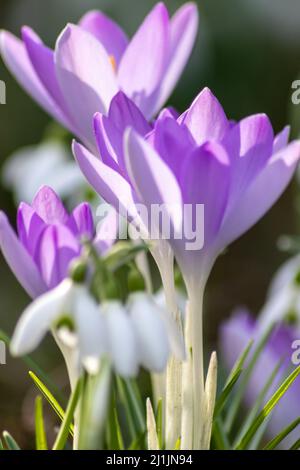 Fleurs de neige du premier printemps et fleurs de crocus roses avec pollen et nectar pour les abeilles de saison en février avec pétales blancs et fleurs blanches Banque D'Images