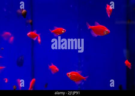 Red Ternetia Glofish dans un aquarium bleu Banque D'Images