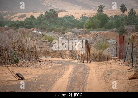 Deux dromadaires marchant sur un sentier sablonneux à Toungat, en Mauritanie Banque D'Images