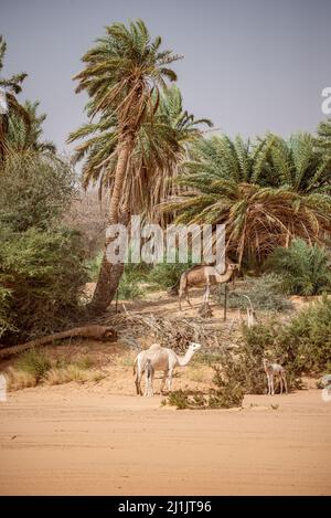 Dromadaires dans une palmeraie, Erg Amatlich, région d'Adrar, Mauritanie Banque D'Images