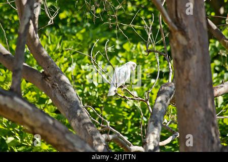 un oiseau perché sur une branche d'arbre Banque D'Images