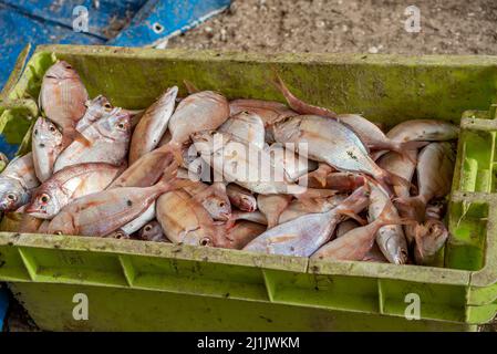 Caisse pleine de poissons frais pêchés au marché aux poissons de Nouakchott, en Mauritanie Banque D'Images