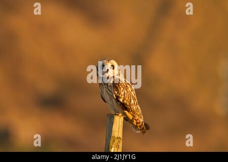 Petit hibou à oreilles (ASIO flammeus) assis sur le poste de clôture dans une belle lumière du soir, regardant tout droit à moi, quelle joie! Banque D'Images