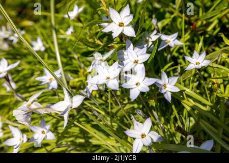 Ipheion uniflorum «White Star» (étoile du printemps) Banque D'Images