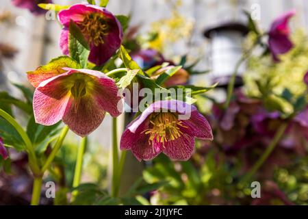 Helleborus ‘l’Aube de dorothy’ Helleborus x hybridus Banque D'Images