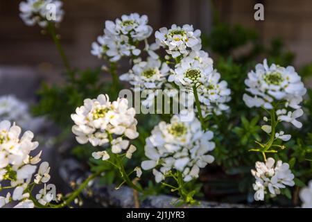 Iberis sempervirens 'Appen-Etz' candytuft Banque D'Images