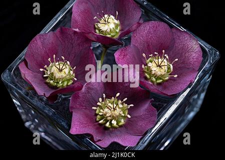 Fleurs hellébore violettes flottant dans un vase carré d'eau. Le genre eurasien Helleborus est composé d'environ 20 espèces de vivaces à feuilles persistantes Banque D'Images