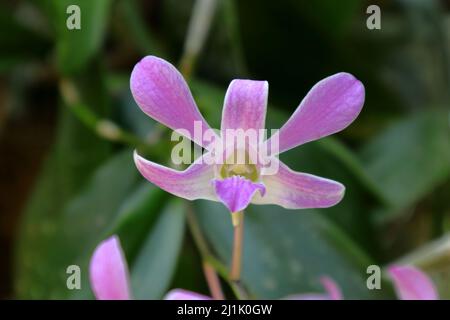 Gros plan d'une fleur d'orchidée pourpre fleuri dans le jardin Banque D'Images