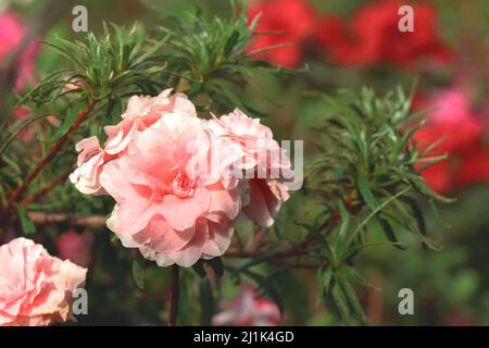 Hybride Azalea blanc et rose Banque D'Images