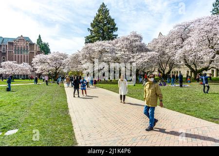 Seattle WA., États-Unis - MARS 24 2022: University of Washington Quad ouvre pour les visiteurs à temps pour la fleur de cerisier. Banque D'Images