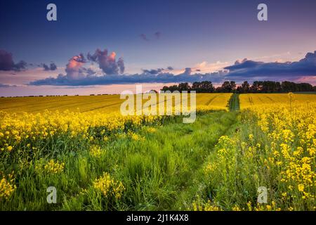 Champ fantastique au ciel spectaculaire. Nuages sombres. Ukraine, Europe. Le monde de la beauté. Banque D'Images