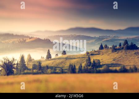 Superbes collines ensoleillées sous le ciel du matin. Paysages spectaculaires. Carpathian, Ukraine, Europe. Le monde de la beauté. Filtre rétro. Effet d'inclinaison. Banque D'Images