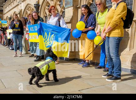 Bath ; Royaume-Uni. 26th mars; 2022. Un petit chien est photographié aboyant à l'unisson avec les manifestants alors qu'ils criaient des slogans pro-ukrainiens lors d'une manifestation devant l'abbaye de Bath. Les manifestants portant des pancartes anti-guerre et des drapeaux ukrainiens ont participé à une manifestation contre l'invasion de l'Ukraine par la Russie. Credit: Lynchpics/Alamy Live News Banque D'Images