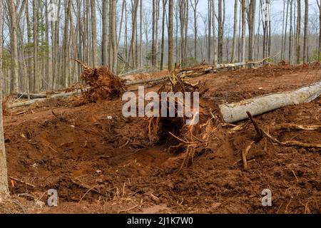 Nouveau développement défrichement sur la propriété forestière défrichement de la racine de gros arbre Banque D'Images