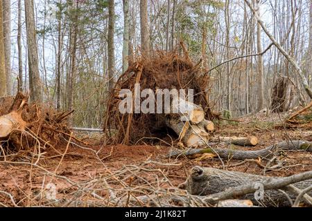 Souche tronc d'arbre et racines sur le sol, après avoir enlevé les arbres Banque D'Images