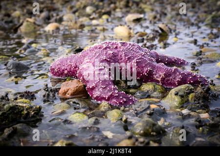 Une étoile de mer violet vif dans un tidepool sur le court de l'île Maury Banque D'Images