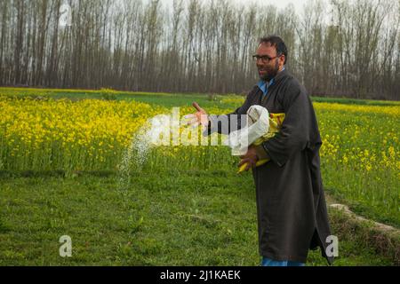 Un fermier de Kashmiri répandait de l'engrais sur son champ de moutarde lors d'une journée de printemps ensoleillée dans la banlieue de Srinagar. La moutarde et l'amande sont d'importantes cultures de rente dans la vallée. Alors que le soleil brille dans la région après un hiver difficile et sombre, le ciel bleu et le temps joyeux s'approchent et de nouvelles fleurs comme les amandes, les pêches, les poires, les cerises et les fleurs de moutarde jaune vif peignent une émeute de couleurs sur la toile de la nature, prêtant à l'air et un parfum doux de fraîcheur — signalisation de l'arrivée du ressort. Banque D'Images