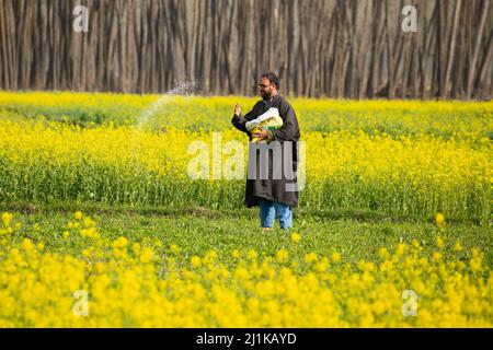 Un fermier de Kashmiri répandait de l'engrais sur son champ de moutarde lors d'une journée de printemps ensoleillée dans la banlieue de Srinagar. La moutarde et l'amande sont d'importantes cultures de rente dans la vallée. Alors que le soleil brille dans la région après un hiver difficile et sombre, le ciel bleu et le temps joyeux s'approchent et de nouvelles fleurs comme les amandes, les pêches, les poires, les cerises et les fleurs de moutarde jaune vif peignent une émeute de couleurs sur la toile de la nature, prêtant à l'air et un parfum doux de fraîcheur — signalisation de l'arrivée du ressort. (Photo par Faisal Bashir / SOPA Images/Sipa USA) Banque D'Images