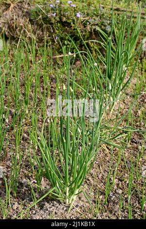 gros plan sur le bouquet d'oignons verts mûrs avec des graines poussant dans la ferme sur fond vert-brun hors foyer. Banque D'Images