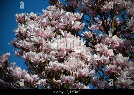 Thaxted, Royaume-Uni. 26th mars 2022. Thaxted Essex England Magnolia Display 26 Mars 2022 Magnolia en exposition dans les jardins de Margaret Street Thaxted dans le nord-ouest de l'essex, Angleterre crédit: BRIAN HARRIS/Alay Live News Banque D'Images