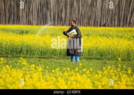 Srinagar, Inde. 19th mars 2022. Un fermier de Kashmiri répandait de l'engrais sur son champ de moutarde lors d'une journée de printemps ensoleillée dans la banlieue de Srinagar. La moutarde et l'amande sont d'importantes cultures de rente dans la vallée. Alors que le soleil brille dans la région après un hiver difficile et sombre, le ciel bleu et le temps joyeux approche et de nouvelles fleurs comme les amandes, les pêches, les poires, les cerises et les fleurs de moutarde jaune vif peignent une émeute de couleurs sur la toile de la nature, donner de la fraîcheur à l'air et un parfum doux ''” signalant l'arrivée du printemps. (Credit image: © Faisal Bashir/SOPA Images via ZUMA Press Wire Banque D'Images