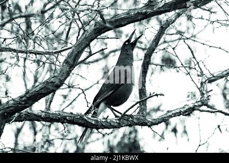 un oiseau perché sur une branche d'arbre Banque D'Images