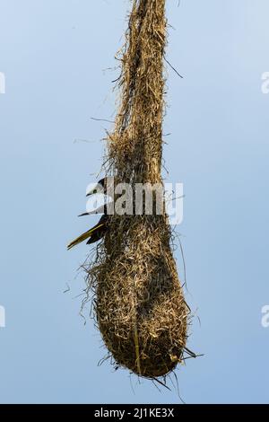 Nid d'un Oropendula à tête de châtaignier (Psarocolius wagleri). Colombie, Amérique du Sud. Banque D'Images