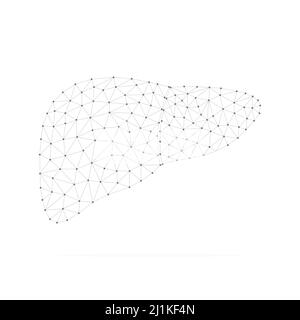 Foie humain avec des points bas poly noirs connectés. Organe interne avec formes linéaires triangulaires. Illustration de Vecteur