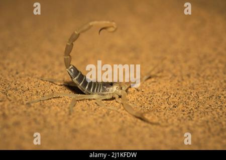 Scorpion, espèce Buthacus, Parc national du désert, Rajasthan, Inde Banque D'Images