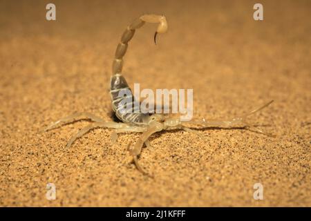 Scorpion, espèce Buthacus, Parc national du désert, Rajasthan, Inde Banque D'Images