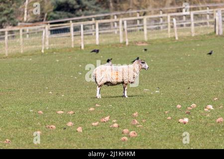 Un agneau de printemps nouveau-né dans un champ de Shropshire, au Royaume-Uni, lors d'une journée de printemps ensoleillée Banque D'Images