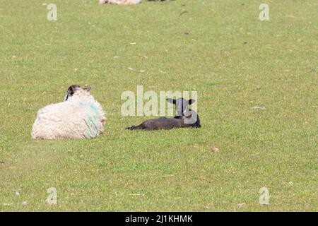 Un agneau de printemps nouveau-né dans un champ de Shropshire, au Royaume-Uni, lors d'une journée de printemps ensoleillée Banque D'Images