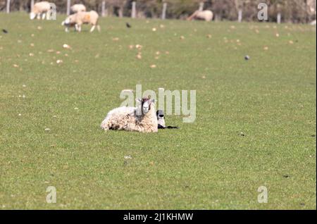 Un agneau de printemps nouveau-né dans un champ de Shropshire, au Royaume-Uni, lors d'une journée de printemps ensoleillée Banque D'Images