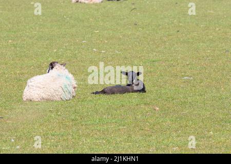 Un agneau de printemps nouveau-né dans un champ de Shropshire, au Royaume-Uni, lors d'une journée de printemps ensoleillée Banque D'Images