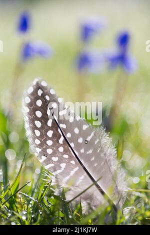 Une plume de pintade noire et blanche, tachetée, sur de l'herbe chargée de rosée au début d'une matinée printanière avec de petites fleurs bleues. Banque D'Images